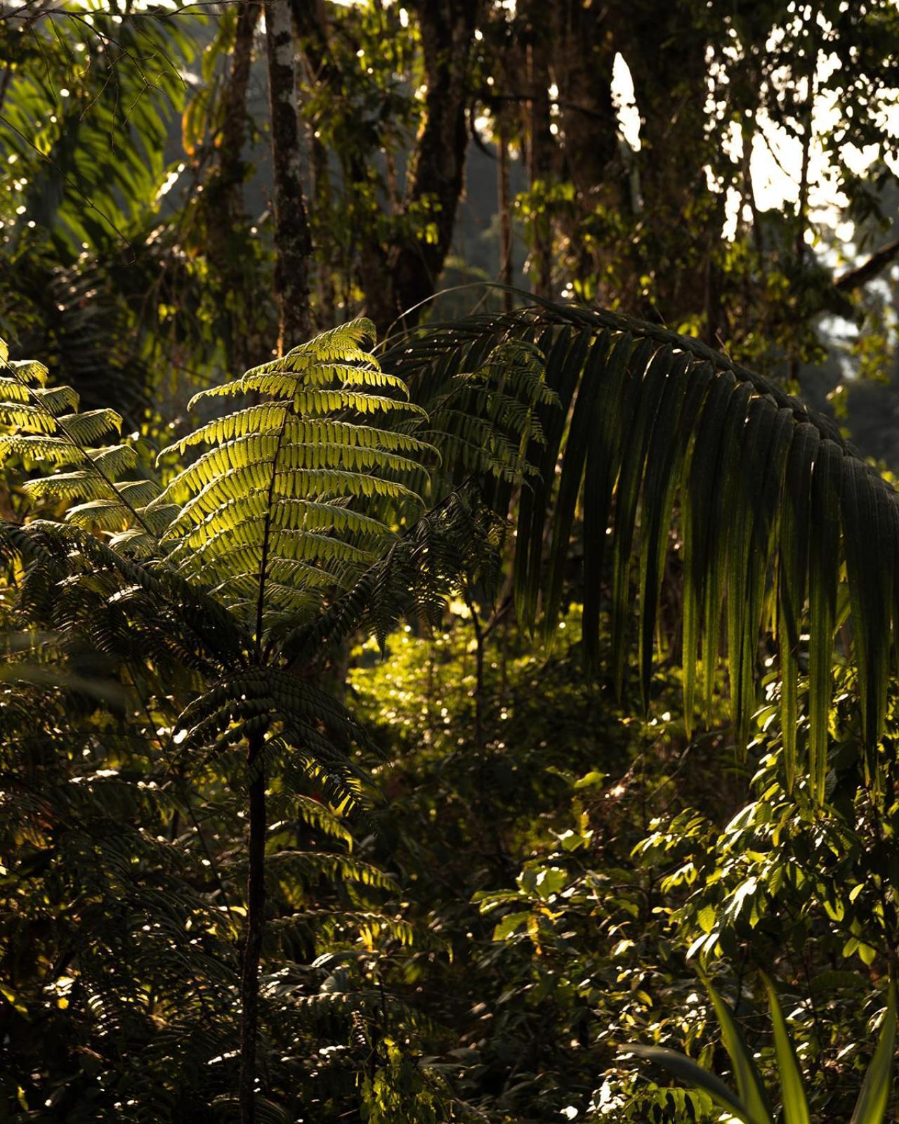 Wild Wasi Lodge - Adventures - Guided Tours Puyo Exteriér fotografie