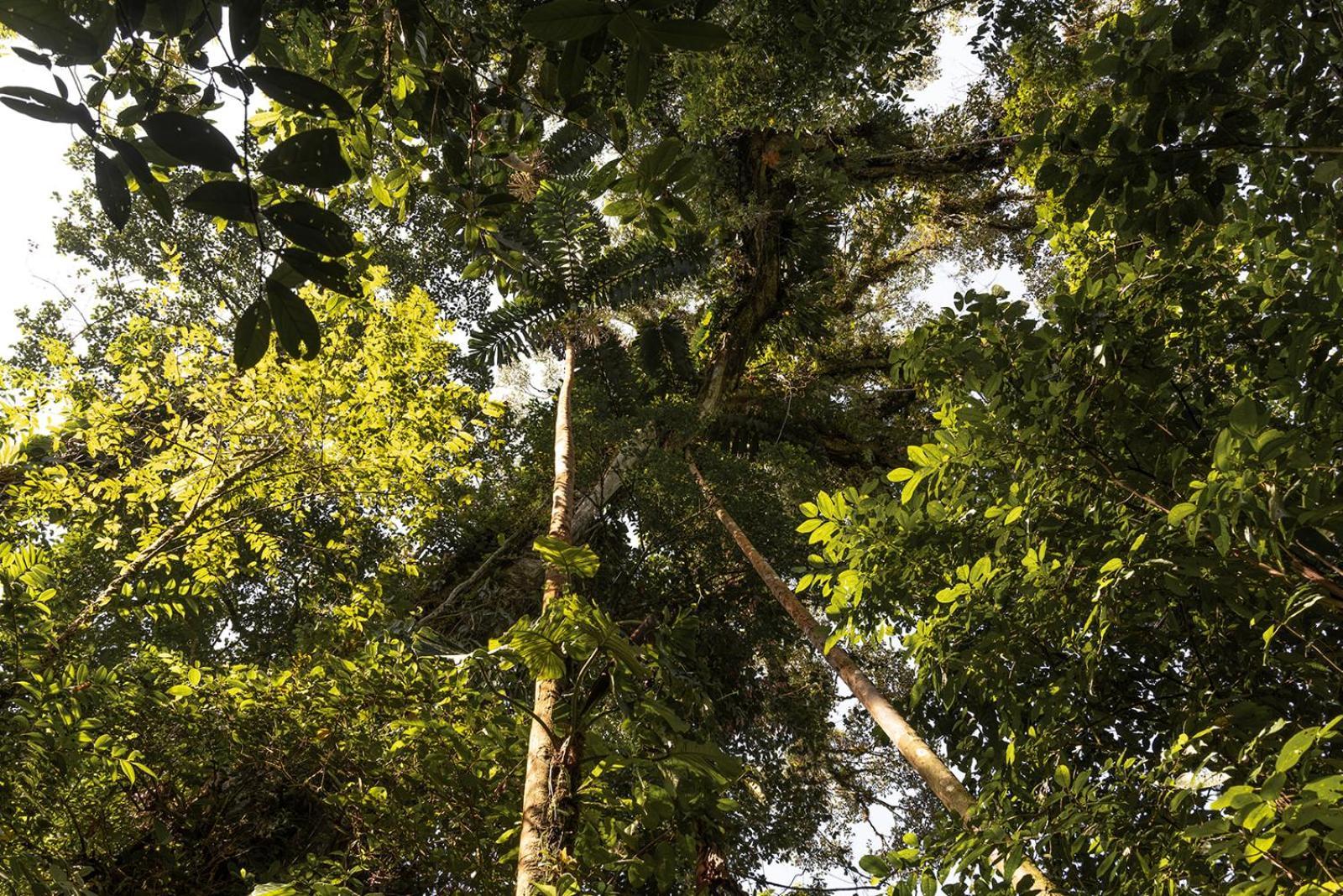 Wild Wasi Lodge - Adventures - Guided Tours Puyo Exteriér fotografie